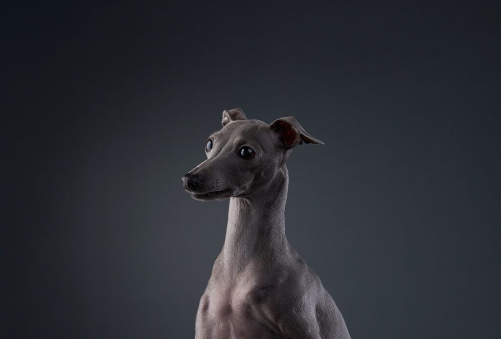 How to Adopt a Greyhound in Pennsylvania