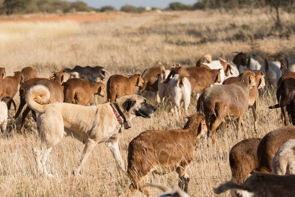 anatolian shepherd with flock of goats