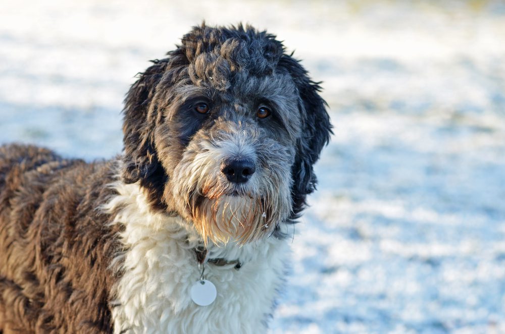 aussiedoodle standing in the snow