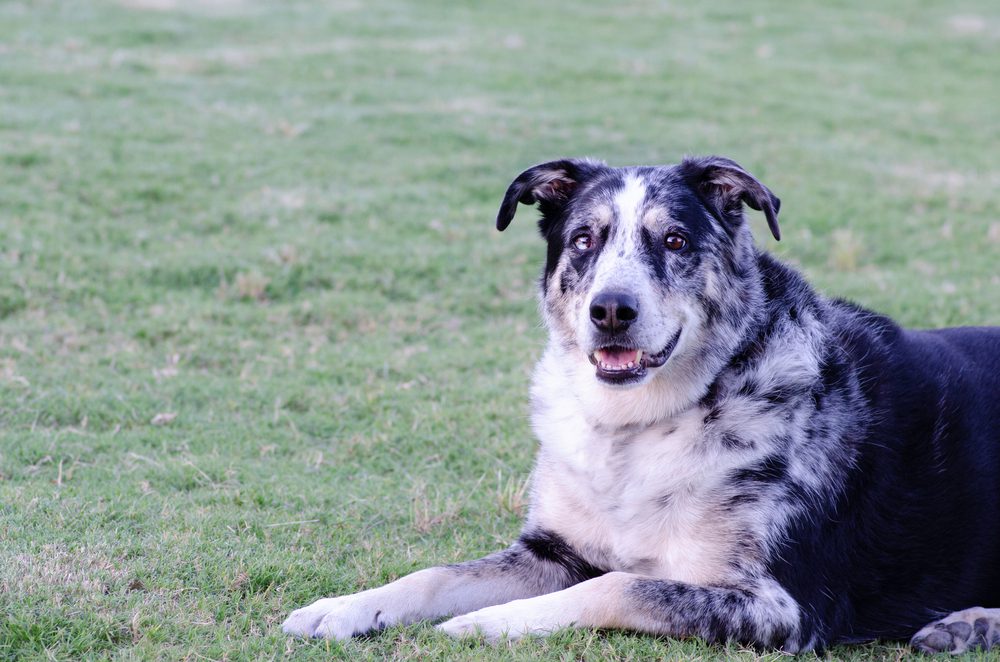 australian german shepherd lying on grass