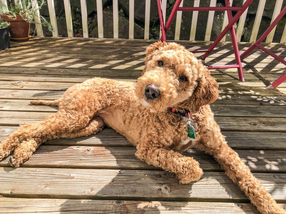 Australian labradoodle laying outside