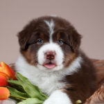 Australian Shepherd