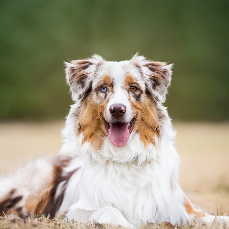 Australian Shepherd Main 1