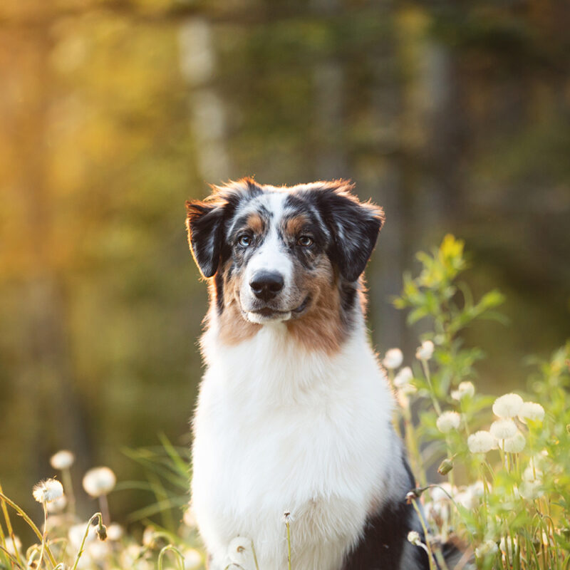 Australian Shepherd Main 2