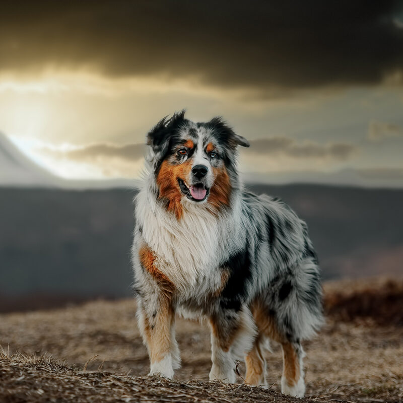 Australian Shepherd Main 3