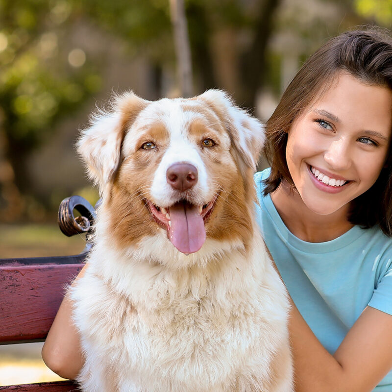 Australian Shepherd Main 4