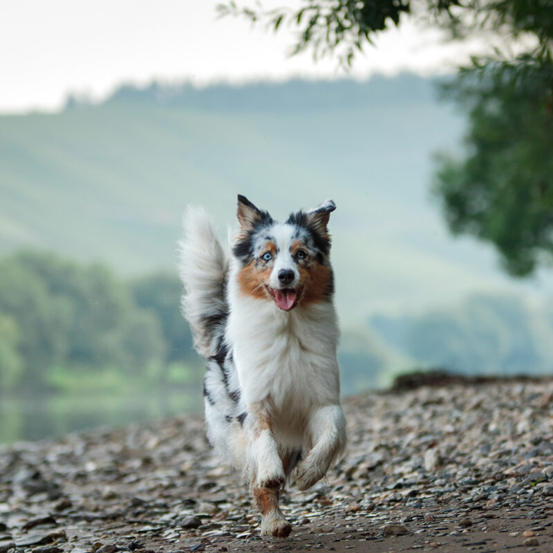 Australian Shepherd Main 5