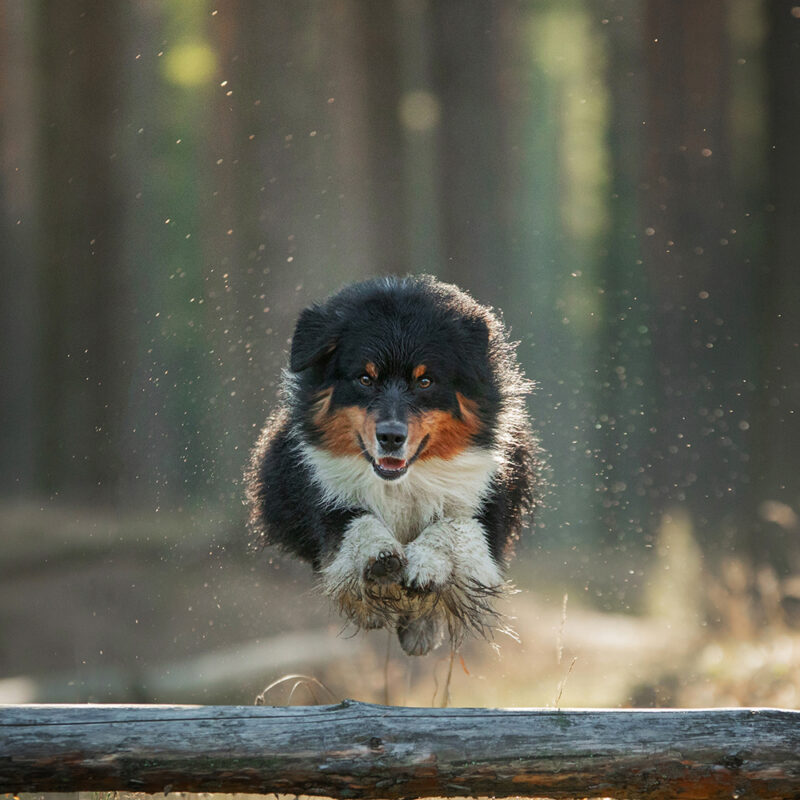 Australian Shepherd Main 6