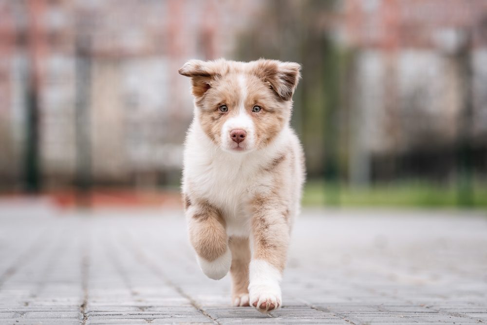 australian shepherd puppy running outdoors