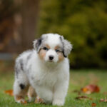 Australian Shepherd Puppies for Sale