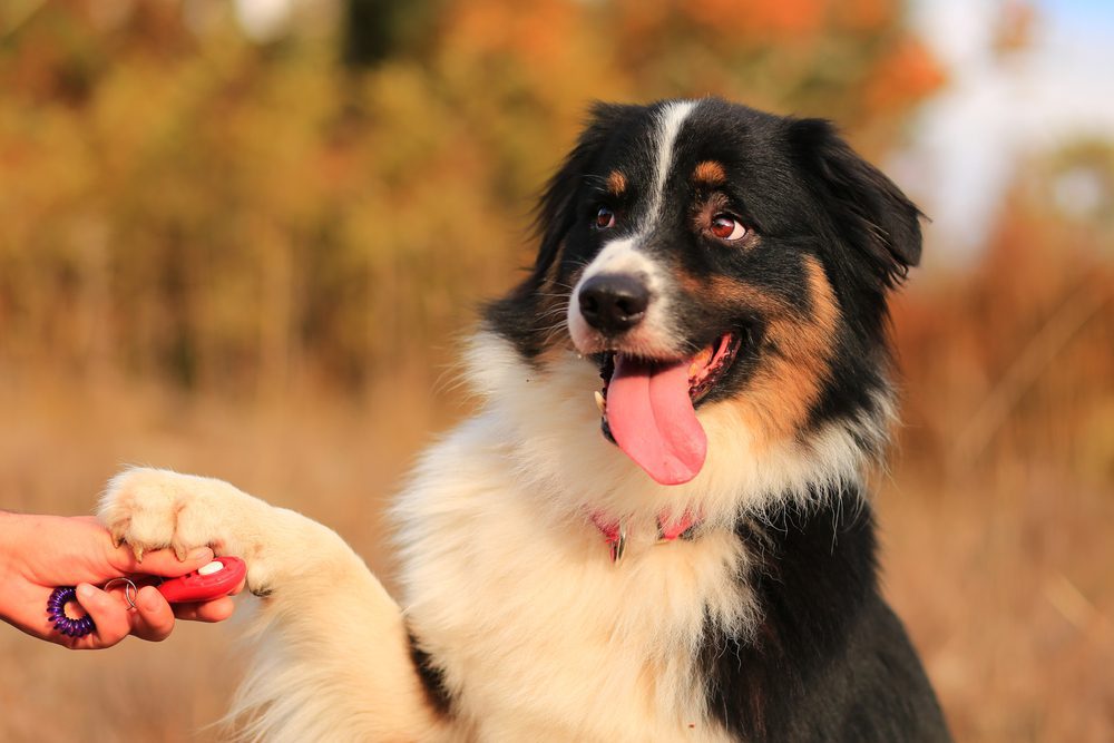 Australian shepherd shakes a hand holding a clicker