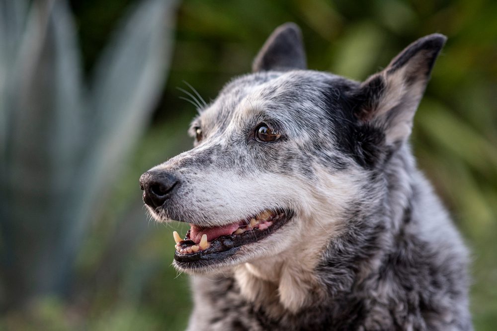 australian stumpy tail cattle dog smiling