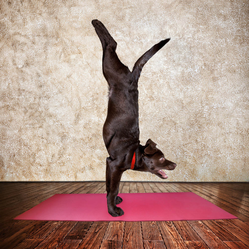 Watch Dog Training Trick Tutorial: The Handstand