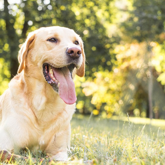 Watch Search and Rescue Training