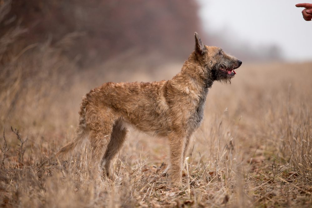 belgian laekenois standing in a field