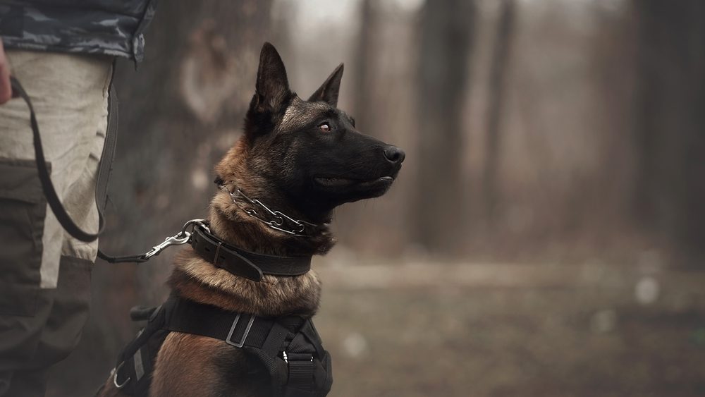 belgian malinois in protection dog training