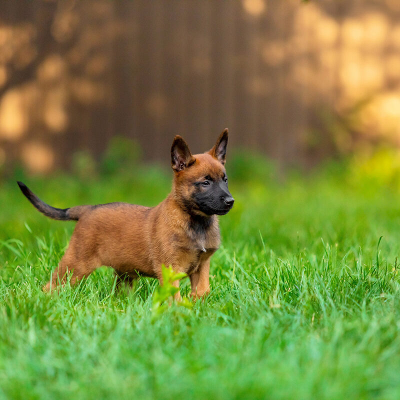 Belgian Malinois Main 1