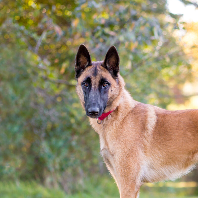 Belgian Malinois Main 2