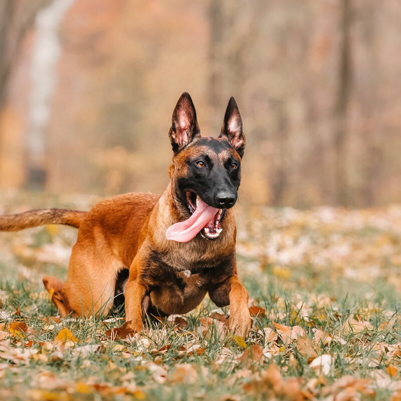 Belgian Malinois Main 3