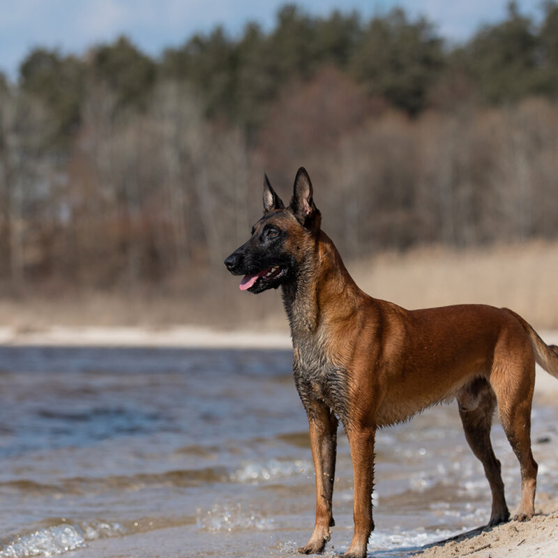 Belgian Malinois Main 4