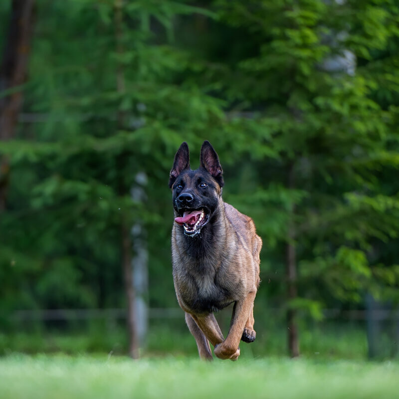 Belgian Malinois Main 5
