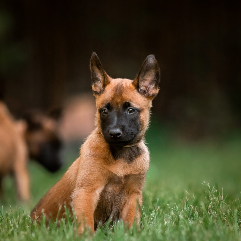 Belgian Malinois Main 6