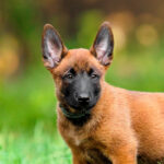 Belgian Malinois Puppies for Sale