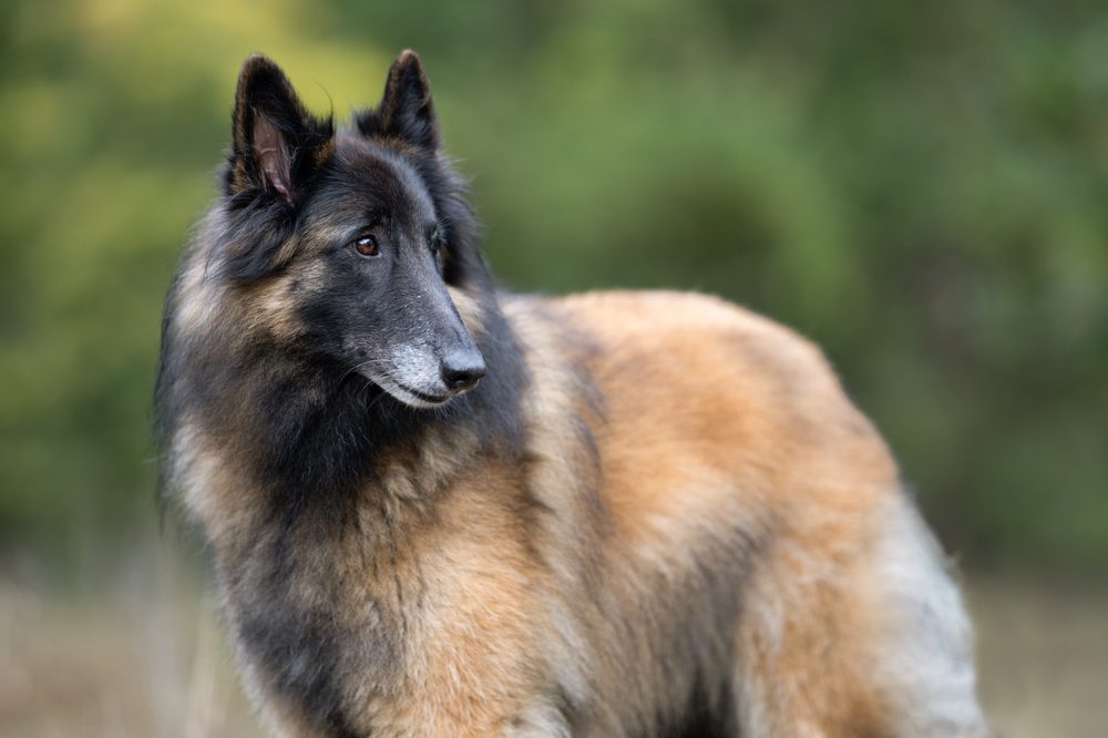belgian tervuren staring off
