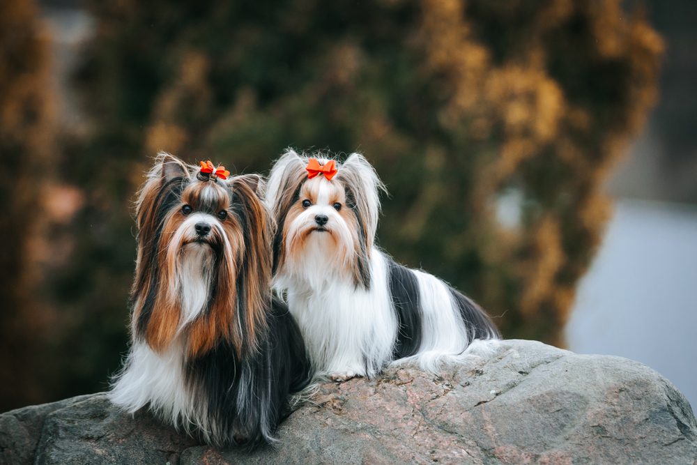biewer terriers posing on the rocks