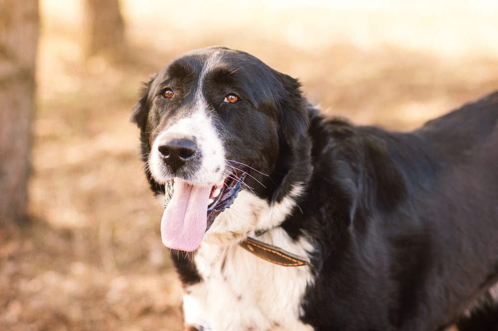 black and white central asian shepherd