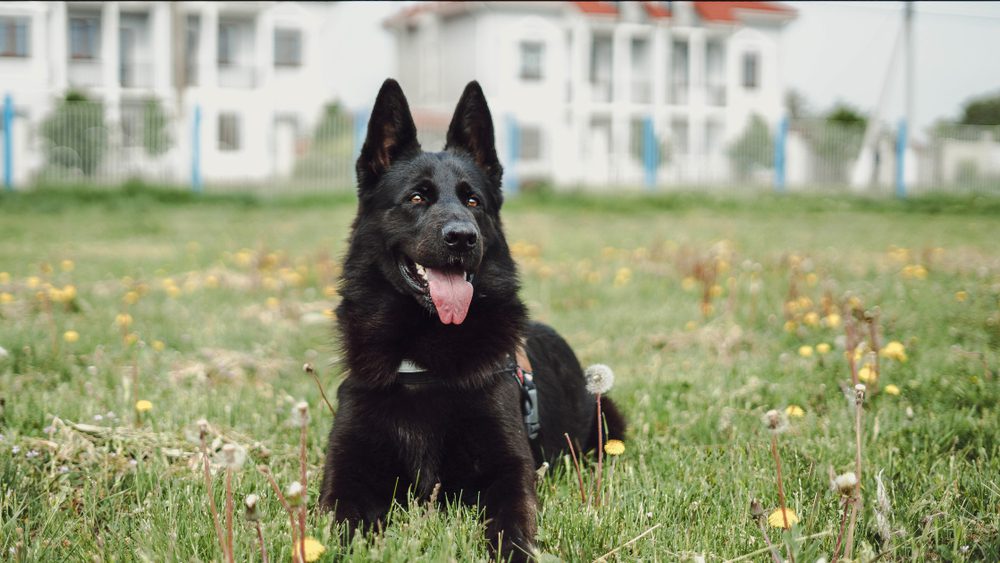 black german shepherd lying on grass