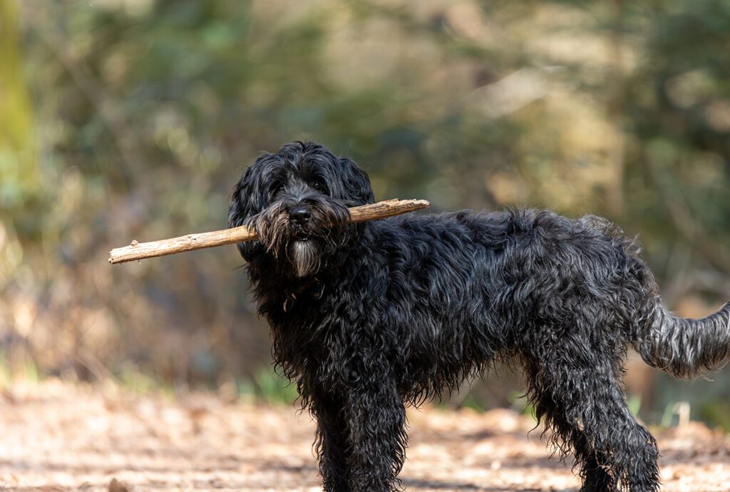 How to Adopt a Labradoodle