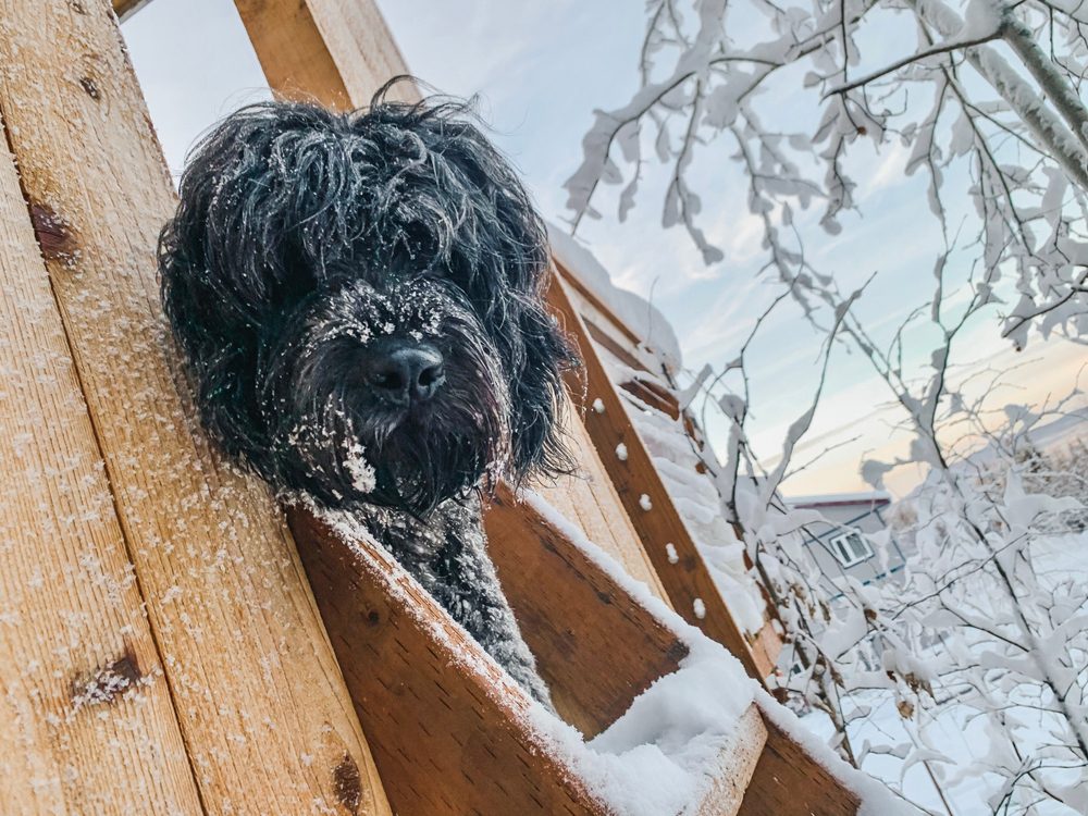 black newfypoo covered in snow