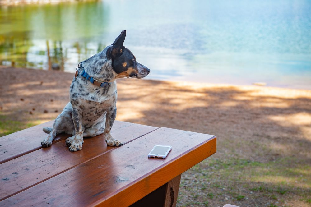 blue heeler corgi mix sitting outside
