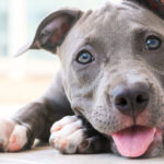 Blue Nose Pitbull