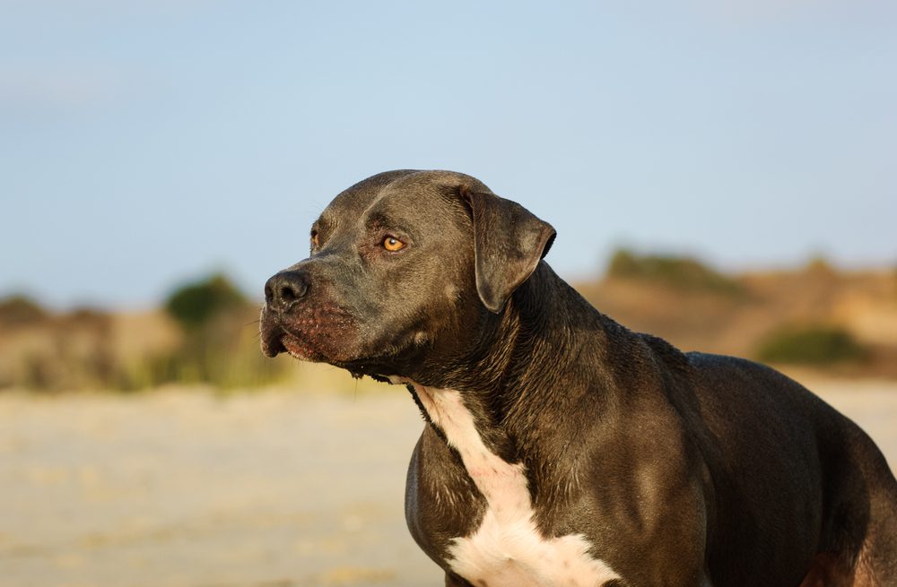 blue nose pitbull at beach
