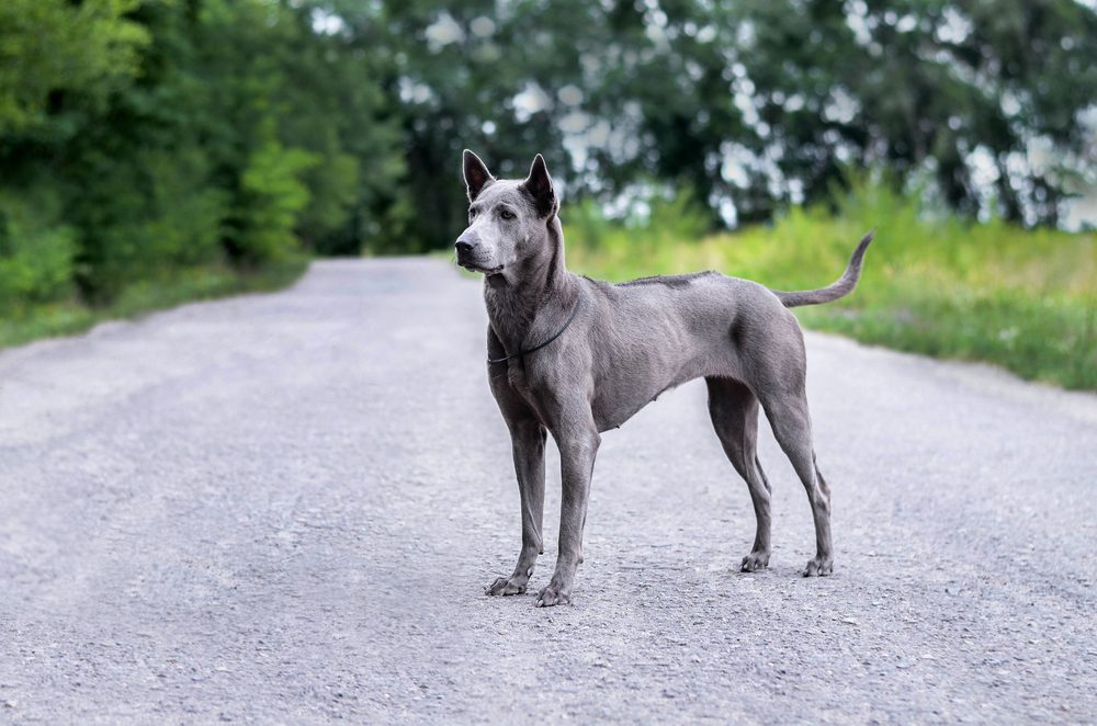 blue thai ridgeback standing outside