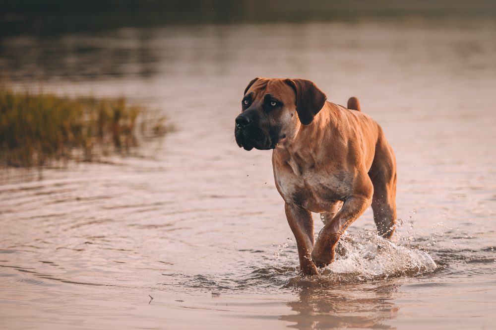 boerboel walking in shallow water