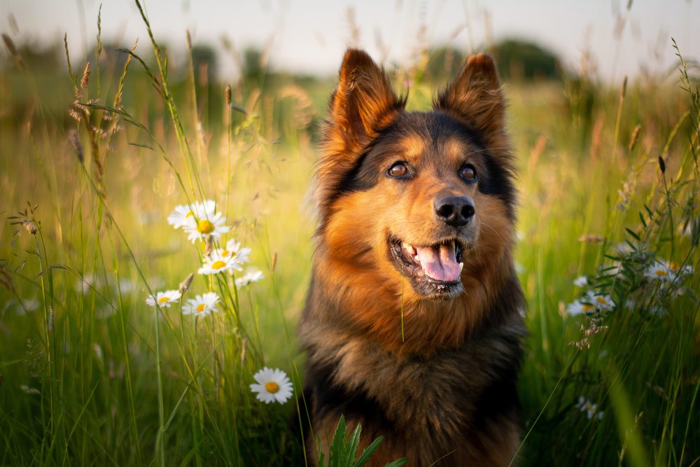 bohemian shepherd in meadow