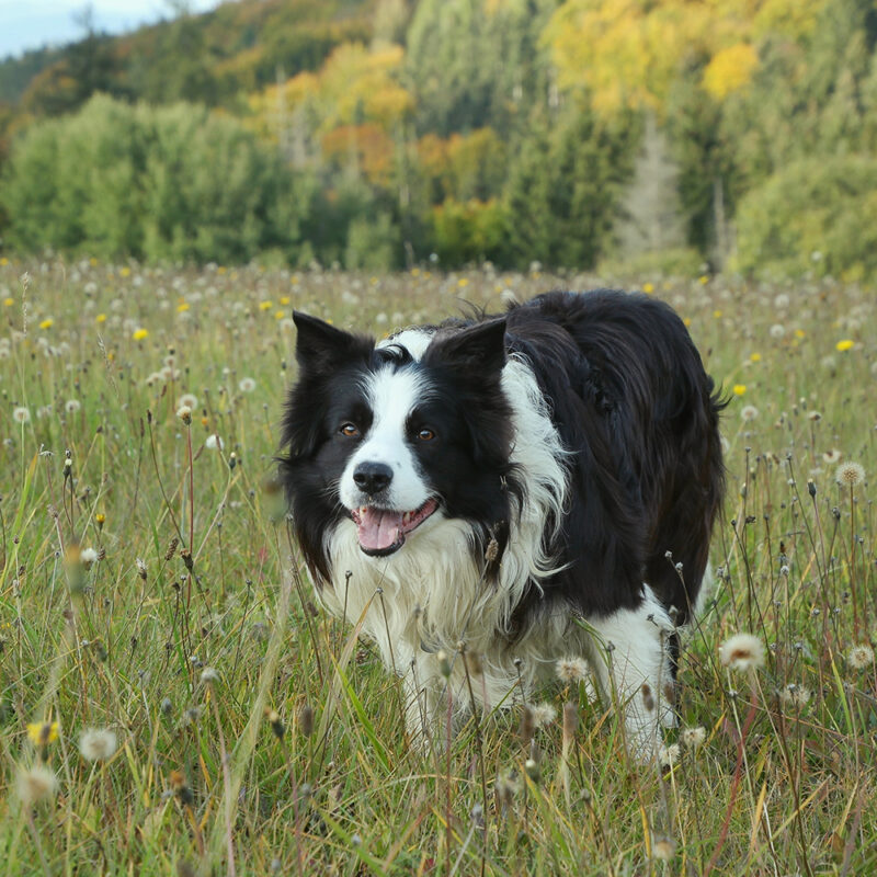 border collie in field of flowers