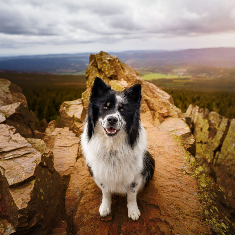 border collie on rock outside hike