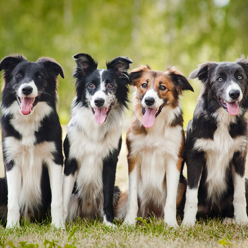 four border collies sitting together outdoors