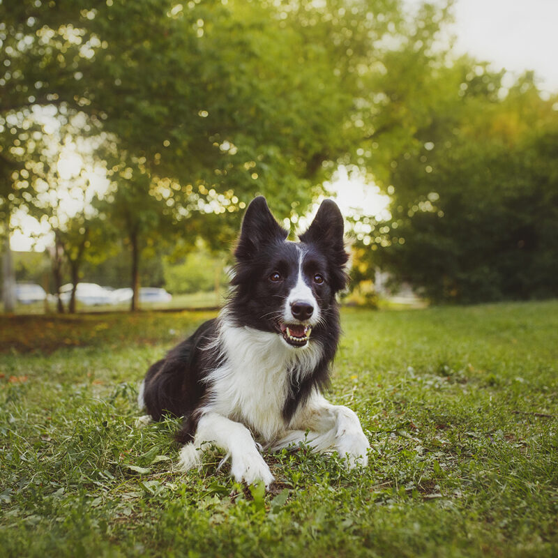 black and white border collie sitting in grass