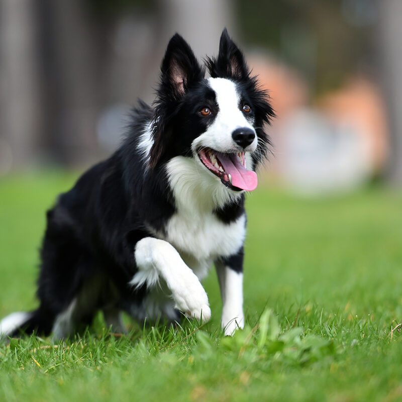 alert border collie running outside