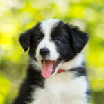 Border Collie Puppies for Sale