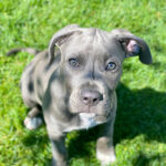 Blue Nose Pitbull Puppies for Sale