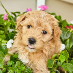 F1B Goldendoodle Puppies for Sale