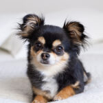 Long Haired Chihuahua Puppies for Sale