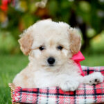 Teacup Poodle Puppies for Sale