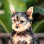 Teacup Yorkie Puppies for Sale